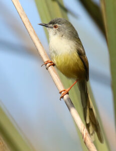Yellow-bellied Prinia