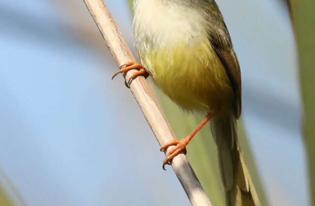 Yellow-bellied Prinia