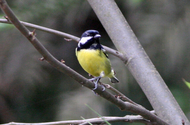 Yellow-bellied Tit