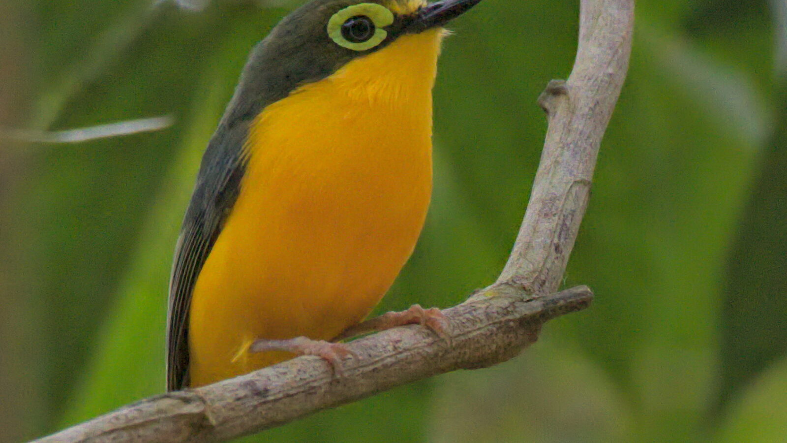 Yellow-bellied Wattle-eye