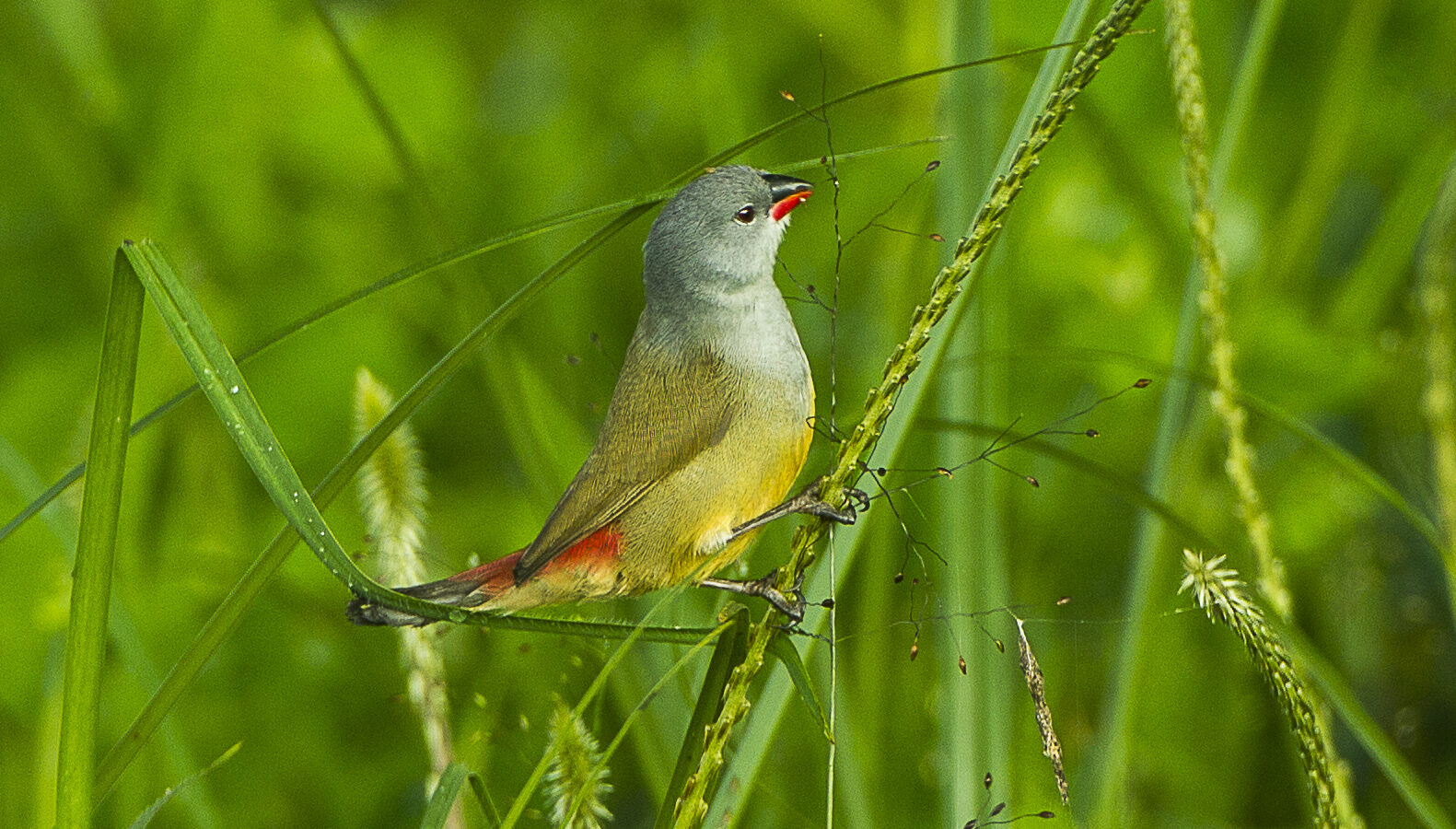 Yellow-bellied Waxbill