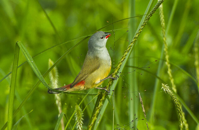 Yellow-bellied Waxbill