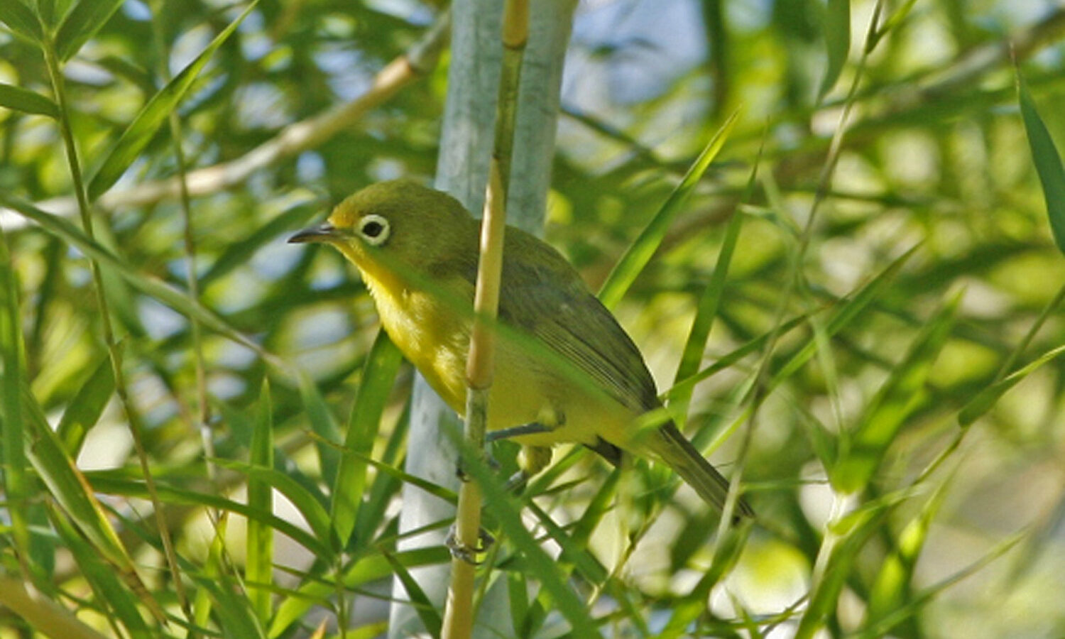 Lemon-bellied White-eye