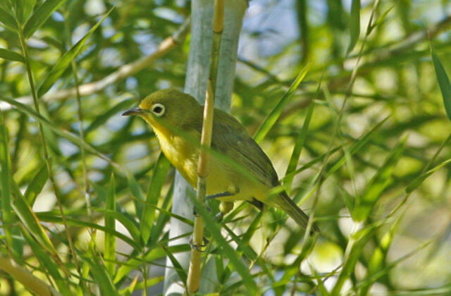 Lemon-bellied White-eye