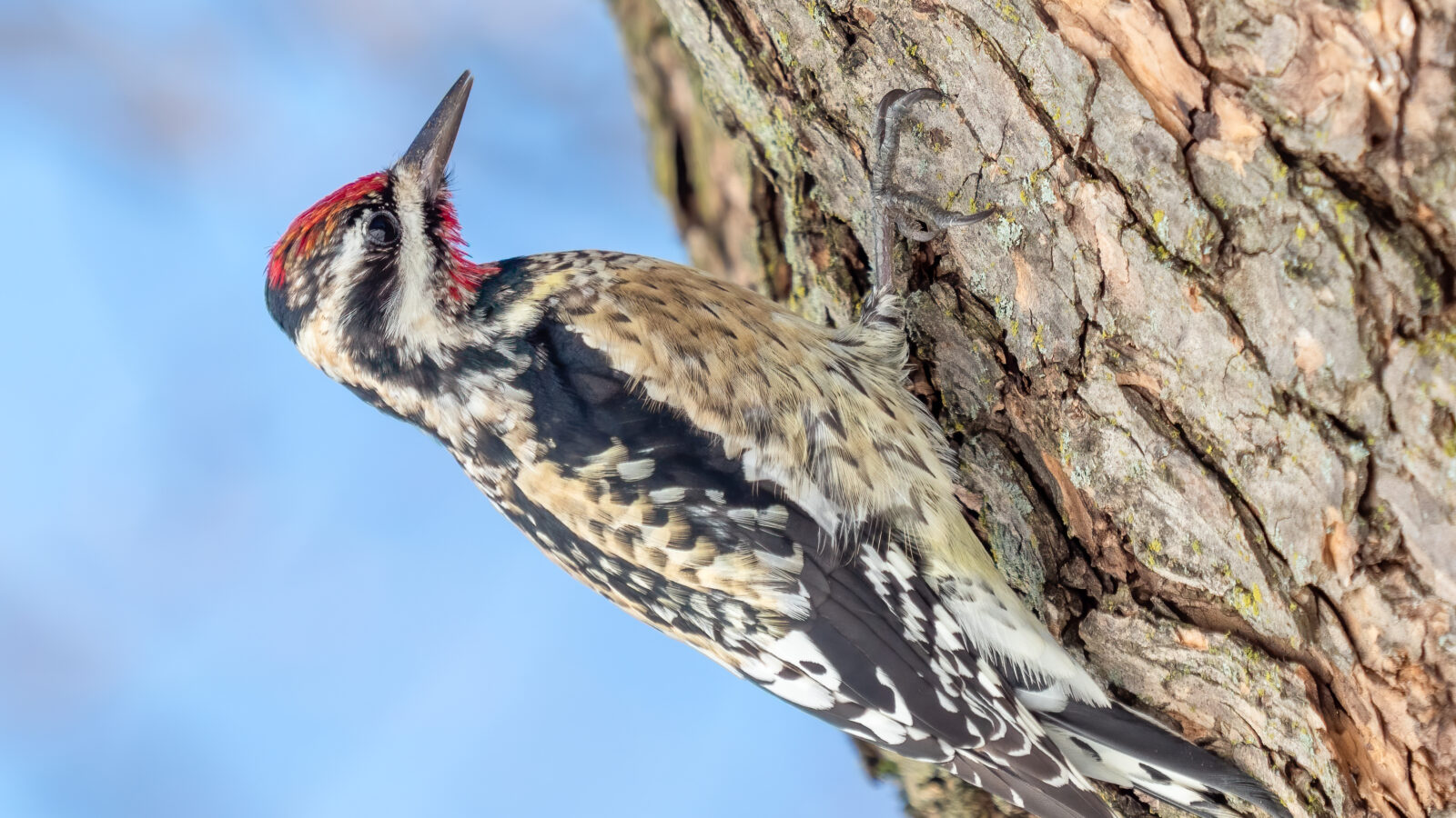 Yellow-bellied Sapsucker