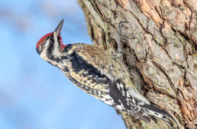 Yellow-bellied Sapsucker