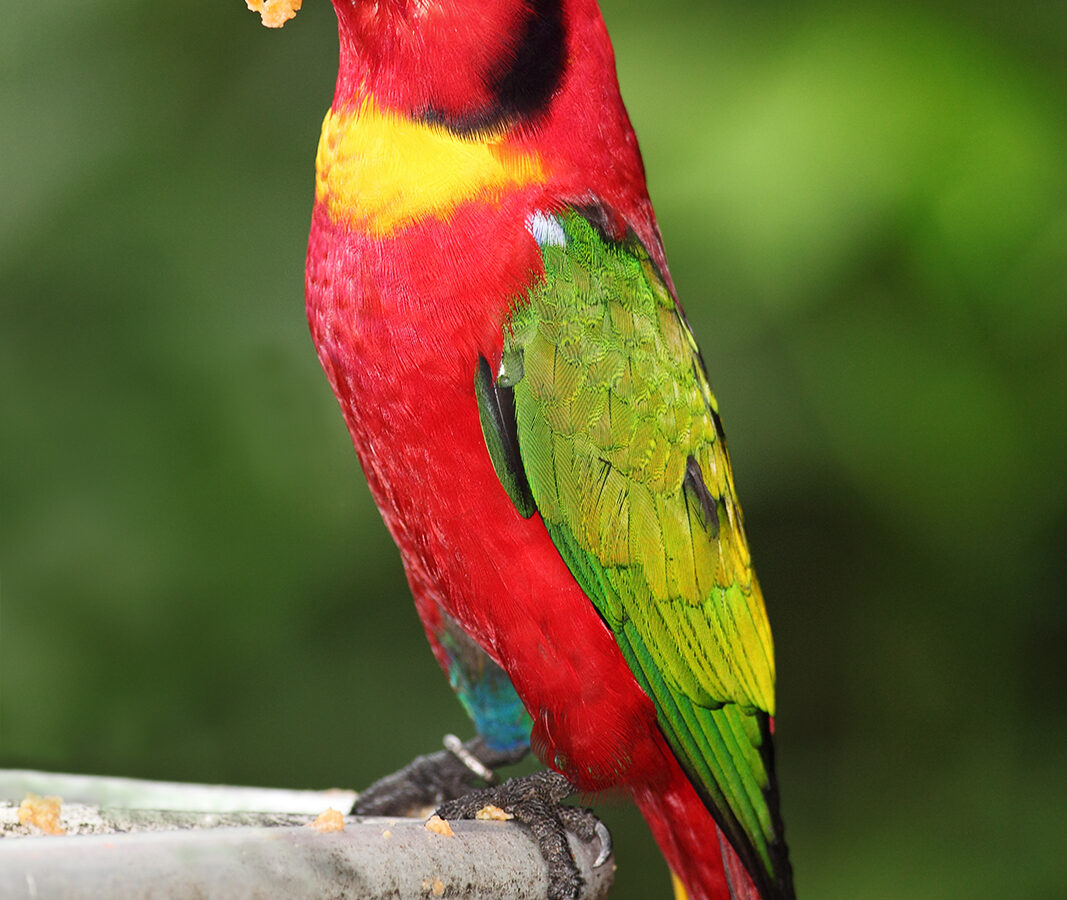 Yellow-bibbed Lory