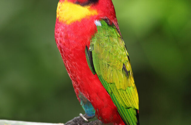 Yellow-bibbed Lory