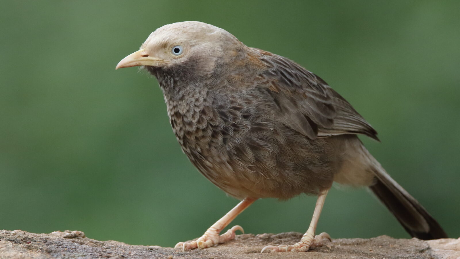 Yellow-billed Babbler