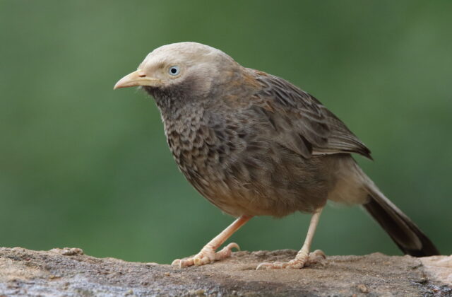 Yellow-billed Babbler