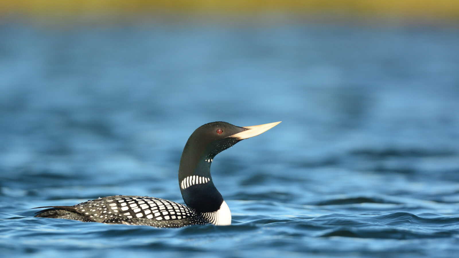 Yellow-billed Loon