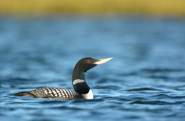 Yellow-billed Loon