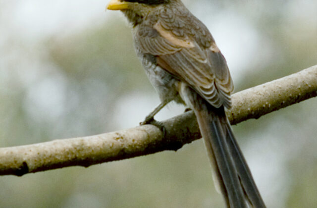 Yellow-billed Shrike