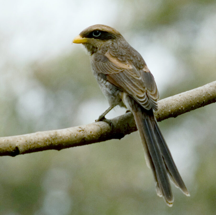 Yellow-billed Shrike