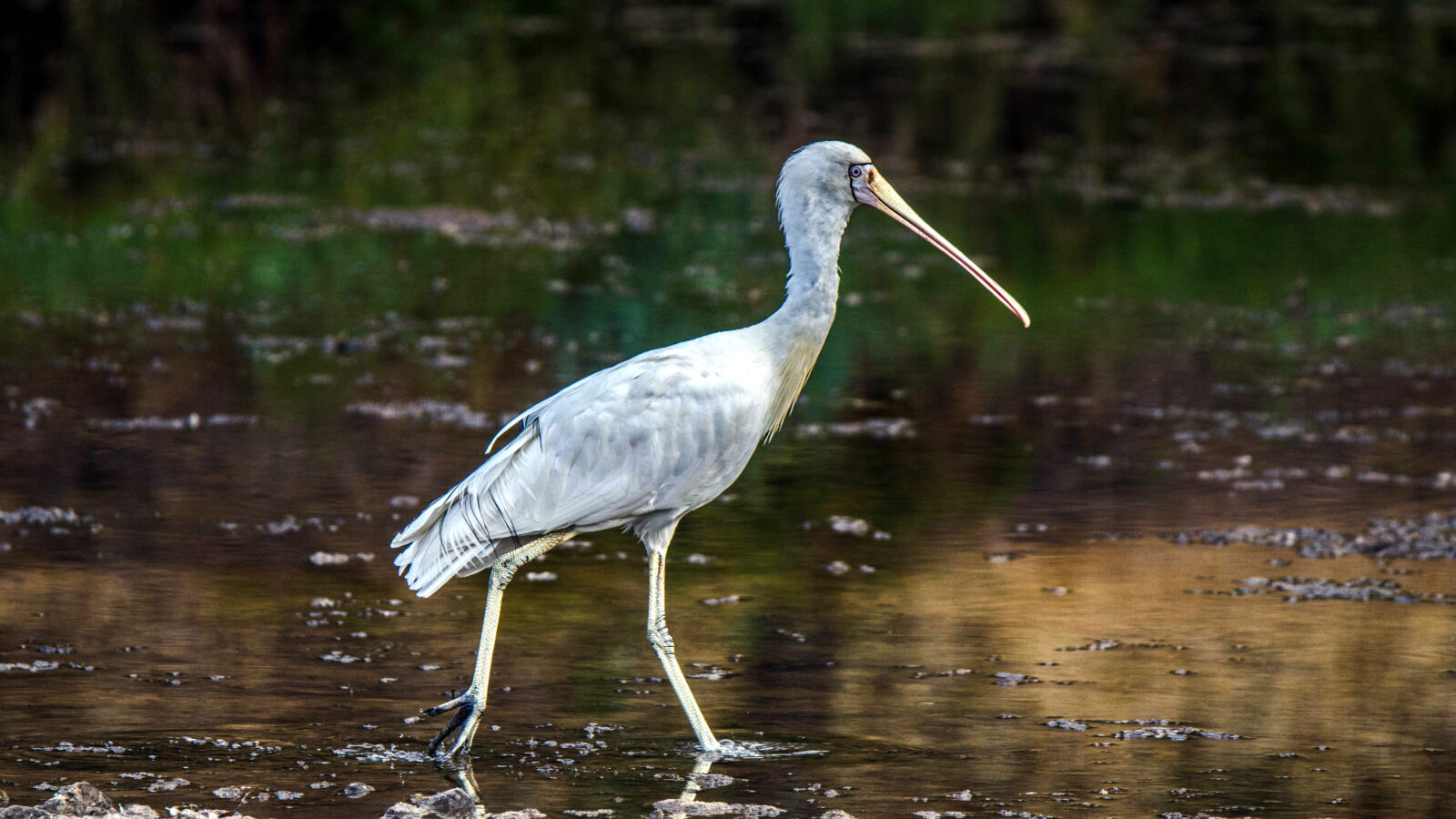 Yellow-billed Spoonbill
