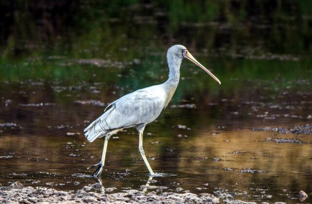 Yellow-billed Spoonbill
