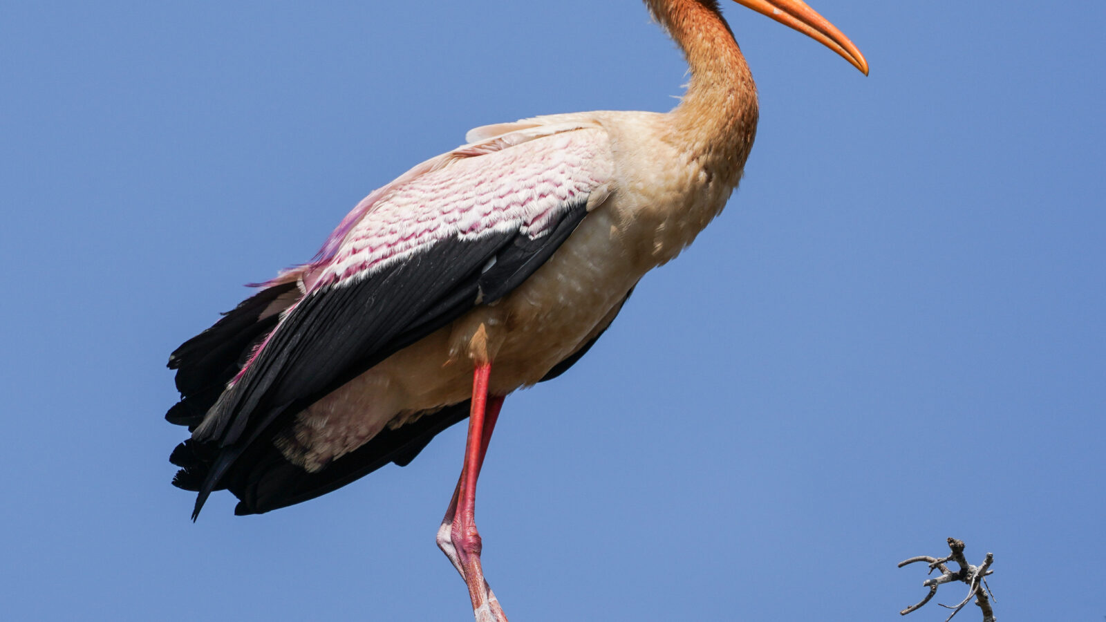 Yellow-billed Stork