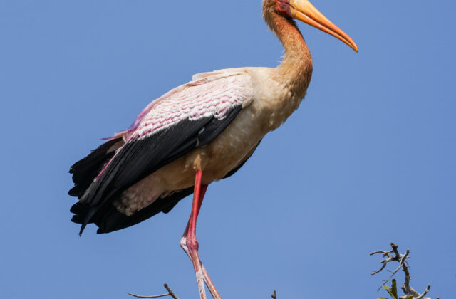 Yellow-billed Stork