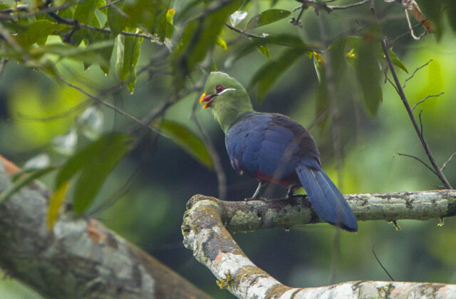 Yellow-billed Turaco