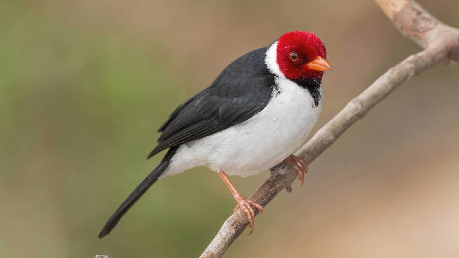 Yellow-billed Cardinal
