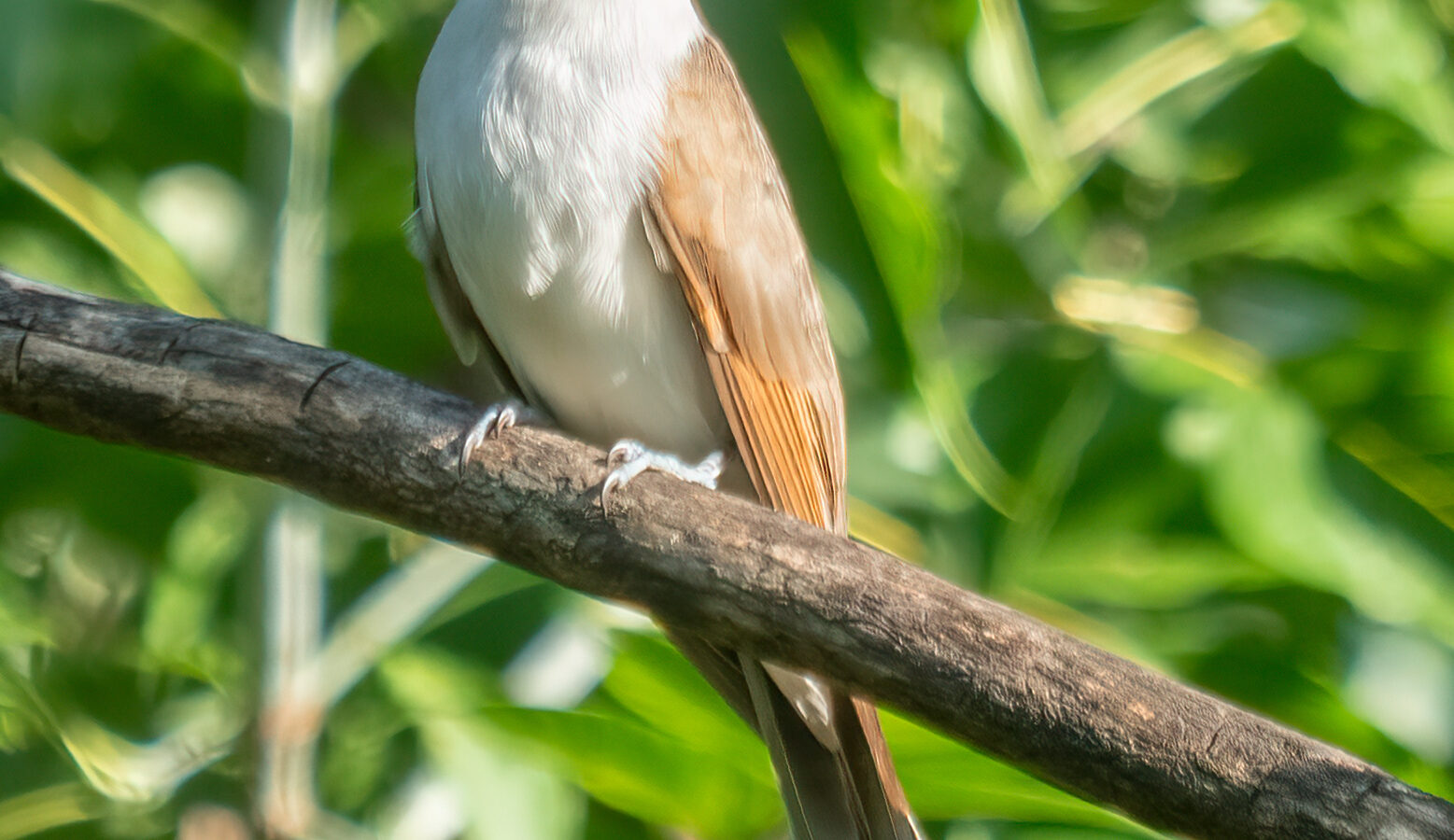Yellow-billed Cuckoo