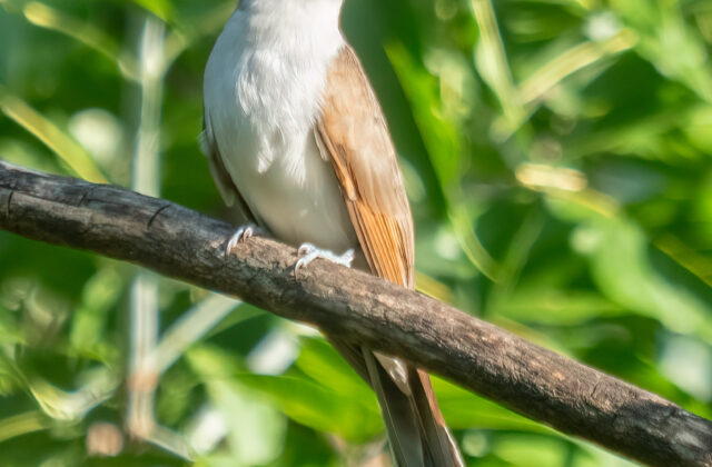 Yellow-billed Cuckoo