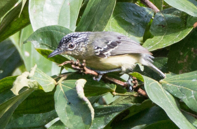 Yellow-breasted Antwren