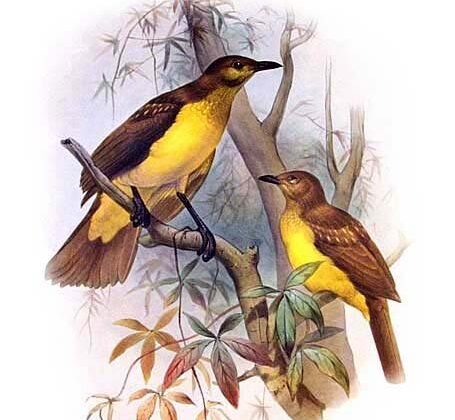 Yellow-breasted Bowerbird
