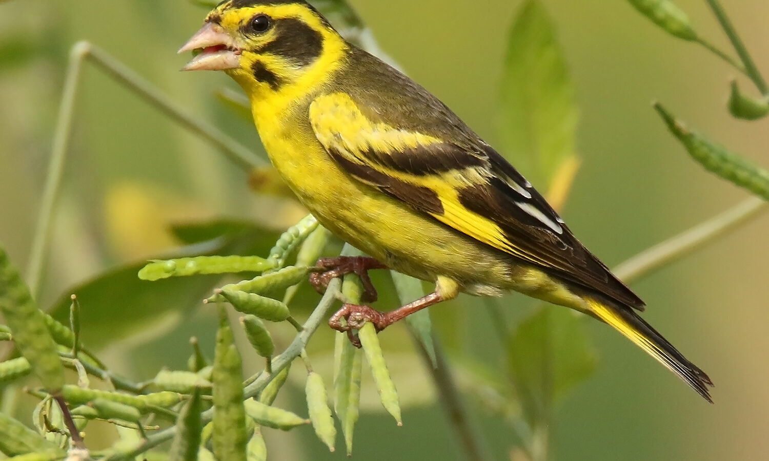 Yellow-breasted Greenfinch
