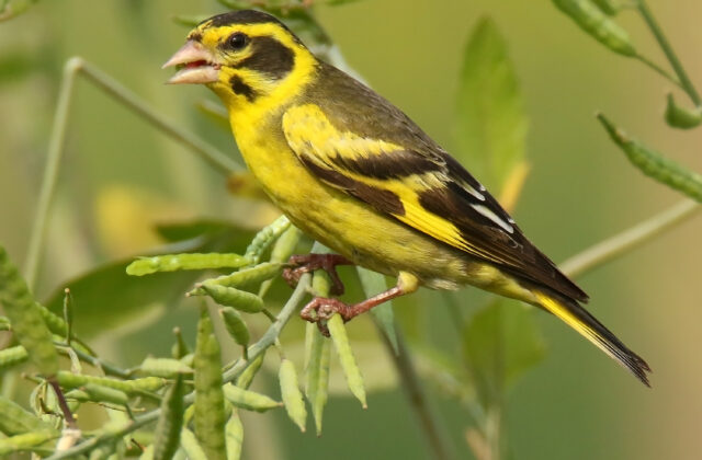 Yellow-breasted Greenfinch