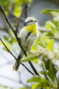 Azure Tit
