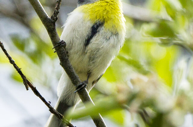 Azure Tit