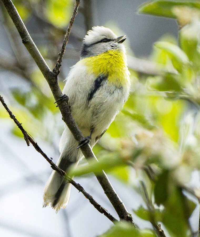 Azure Tit
