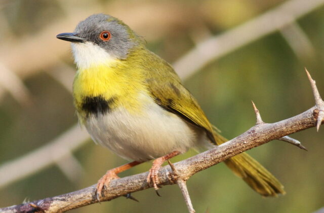 Yellow-breasted Apalis