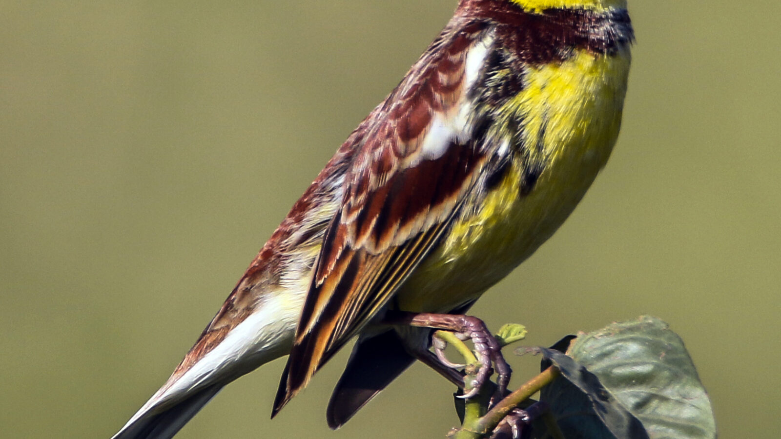Yellow-breasted Bunting