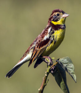 Yellow-breasted Bunting