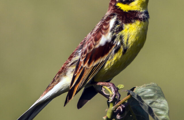 Yellow-breasted Bunting