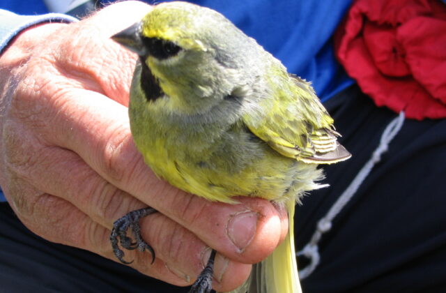 Yellow-bridled Finch
