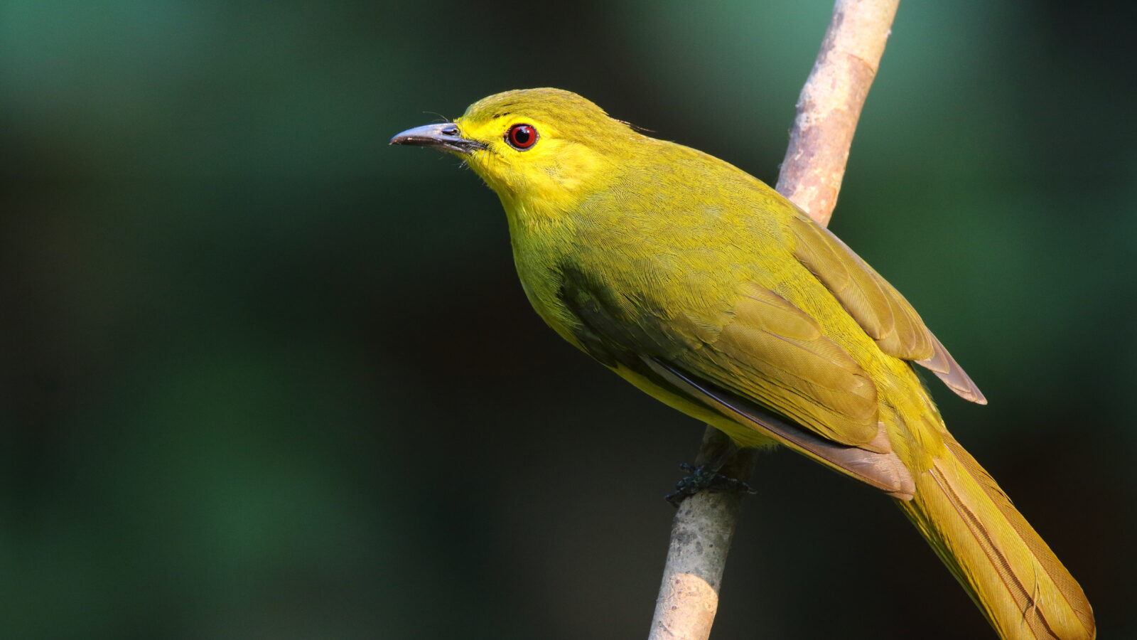 Yellow-browed Bulbul
