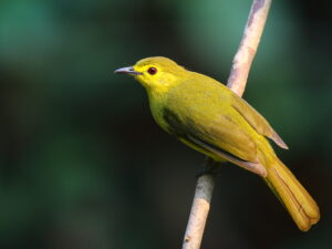 Yellow-browed Bulbul