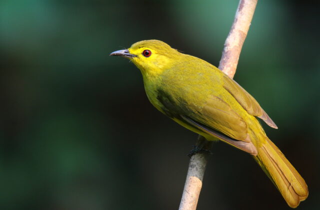 Yellow-browed Bulbul