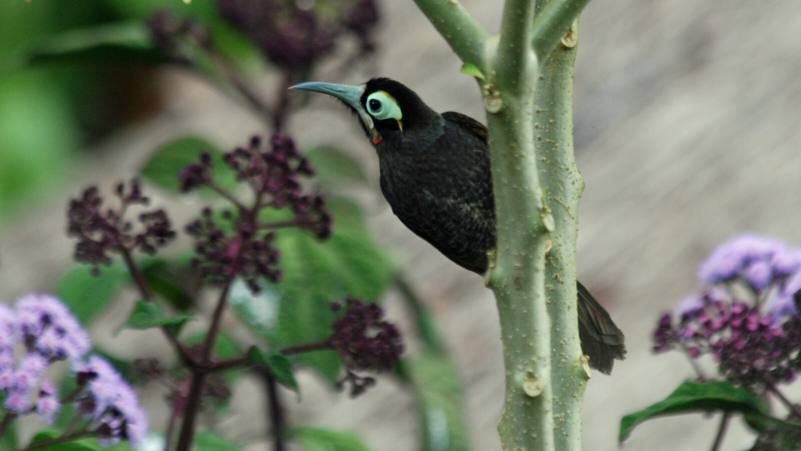 Yellow-browed Melidectes