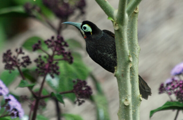 Yellow-browed Melidectes