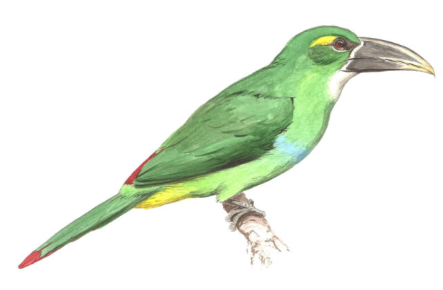 Yellow-browed Toucanet