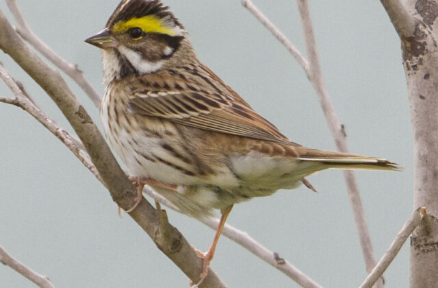 Yellow-browed Bunting