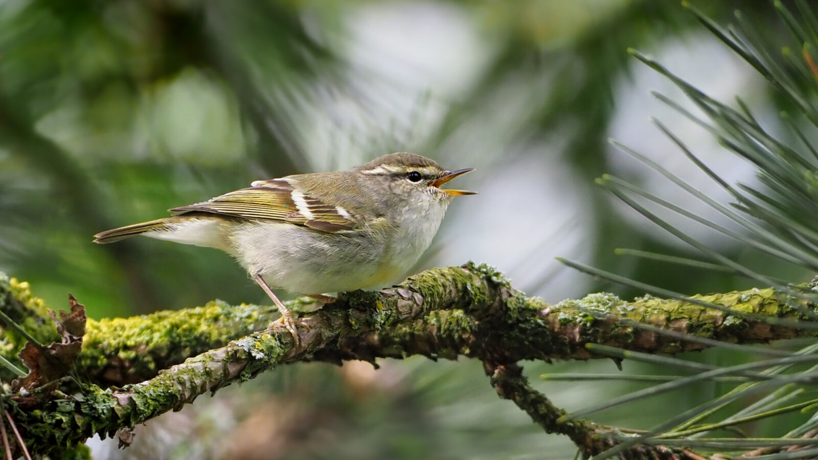 Yellow-browed Warbler