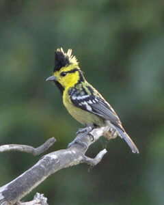 Yellow-cheeked Tit
