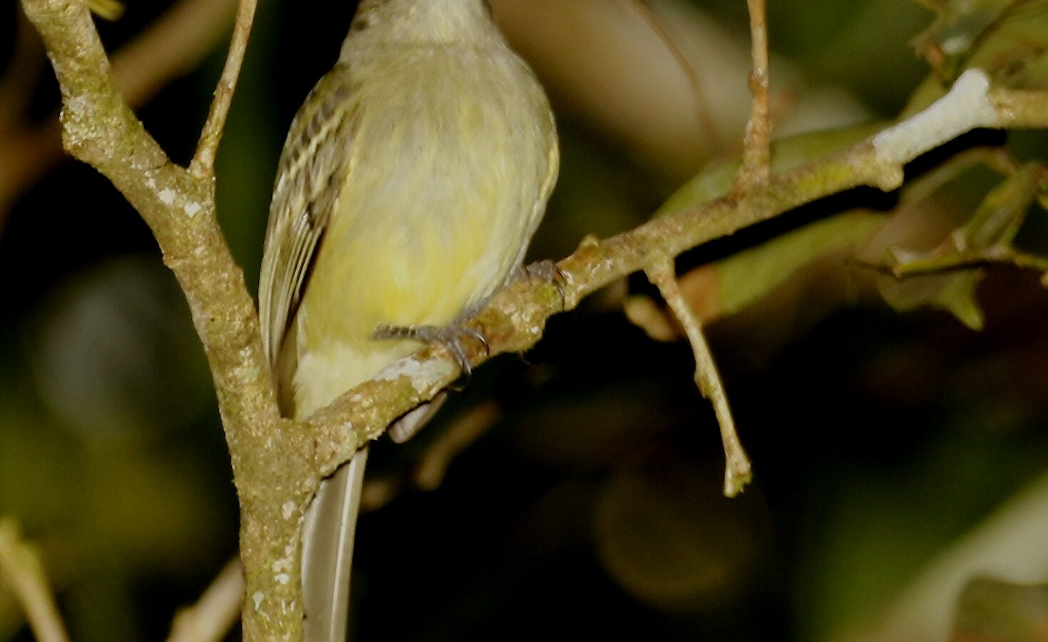 Yellow-crowned Elaenia