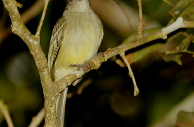 Yellow-crowned Elaenia