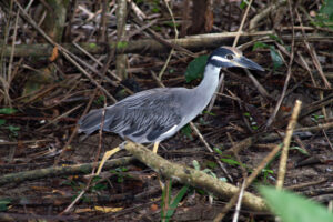 Yellow-crowned Night Heron